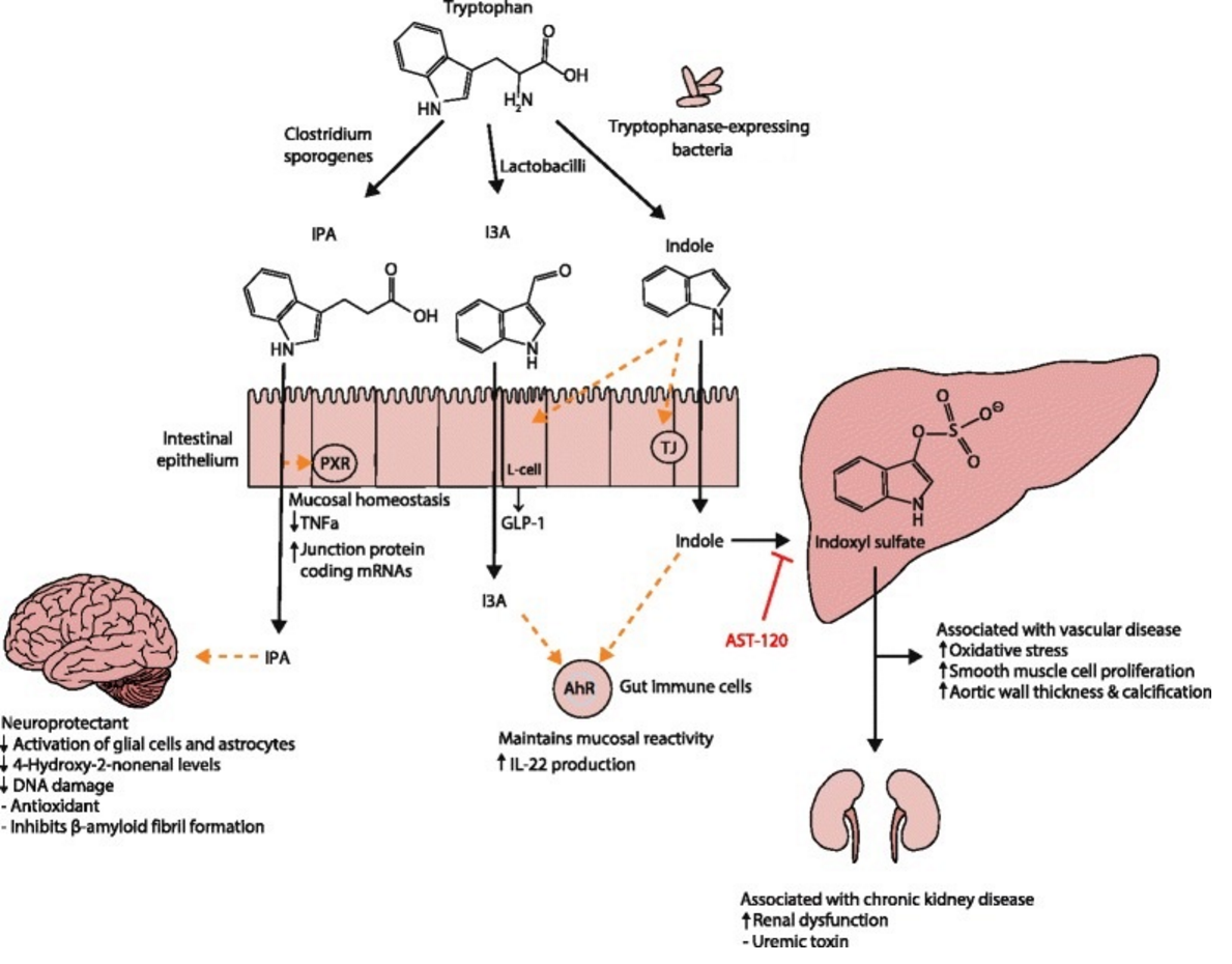 AP® Biology - Symbiotic Gut Microbes and Digestion | Albert