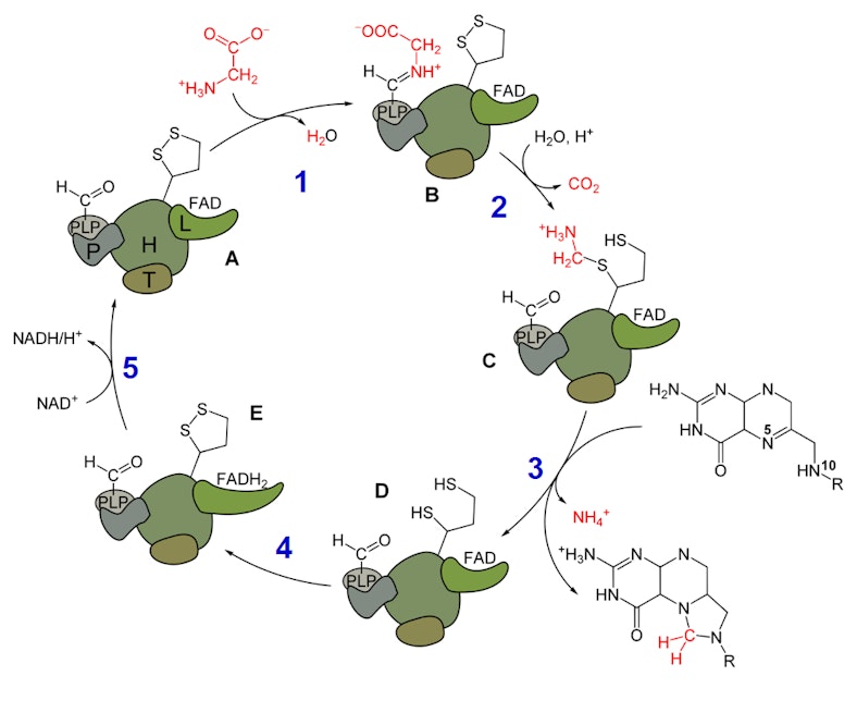 Glycine Decarboxylase Reaction Mechanism | Biochemistry | Practice | Albert