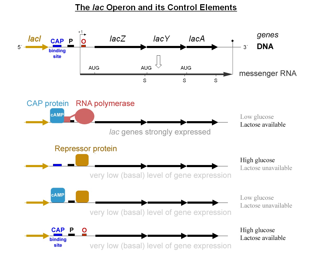 Understanding Regulation Of The *lac* Operon: Mutational Analysis Of ...