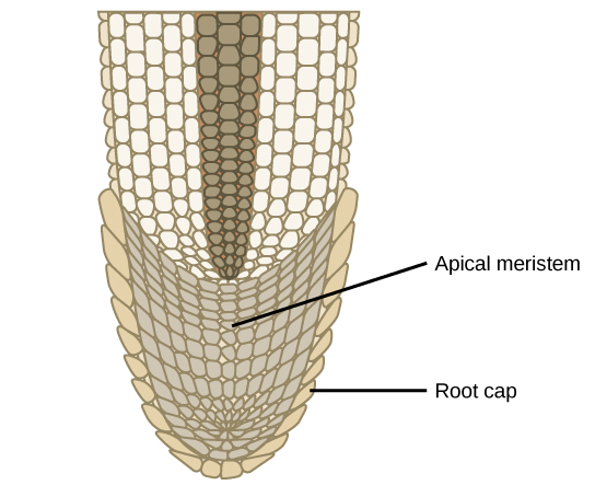 Ткани побегов. Root apical Meristem. Меристема растений это. Флоральная меристема. Меристема водоносная.