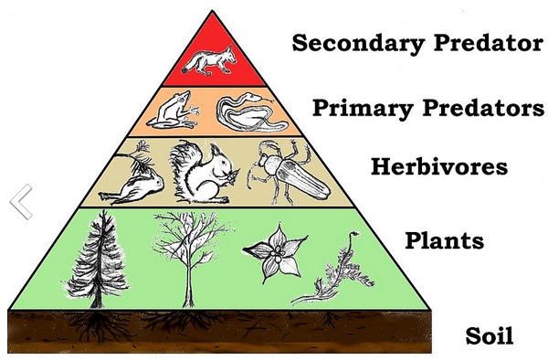 Energy Flow Through Feeding Relationships | 2 Of 5 | Biology | Practice ...