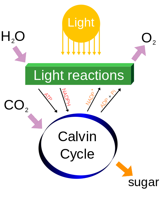 Transpiration: Photosynthesis' Sidekick | 1 of 5 | Biology | Practice | Albert Transpiration: Photosynthesis' Sidekick | 1 of 5 | Biology | Practice | Albert