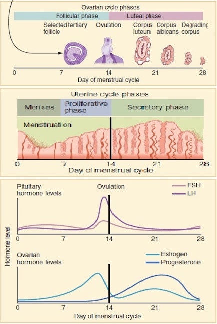 Female Reproductive Cycle | 2 of 2 | MCAT® Biology | Practice | Albert