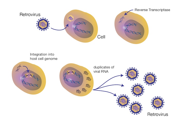 Viral Transfer of Genetic Information | Biology | Practice | Albert