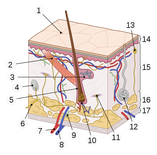 Structures of the Integumentary System | Anatomy and Physiology ...