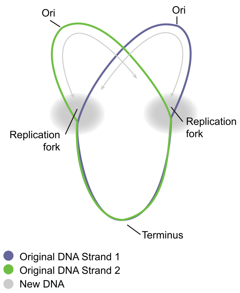 bacterial-dna-replication-biology-practice-albert