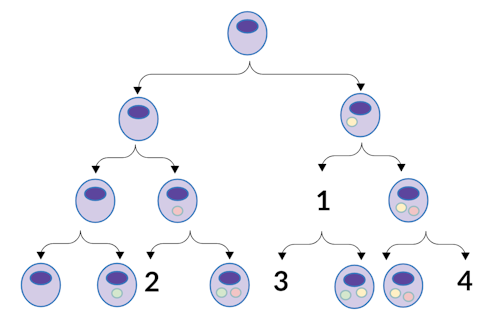 regulation-of-cell-differentiation-biology-practice-albert