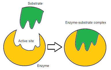 Enzyme Specificity | AP® Biology | Practice | Albert