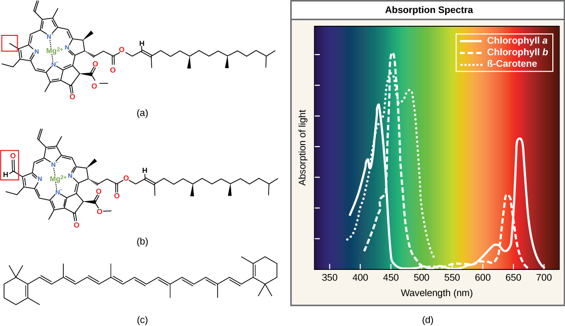 absorption spectrum of chlorophyll a and b and carotenoids