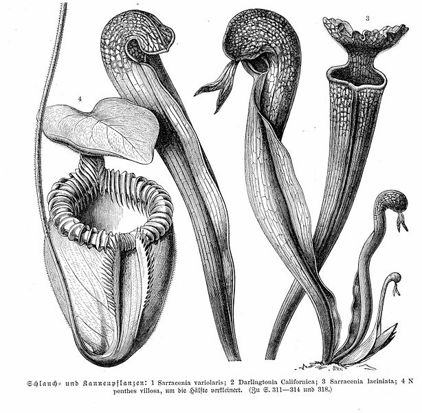 Divergent And Convergent Evolution: Carnivorous Pitcher Plants ...