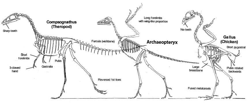Transitional Fossils and Fossil Lineages | Earth and Space Science |  Practice | Albert