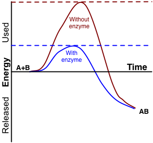 enzymes diagram