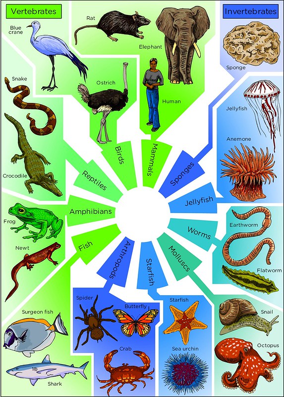 examples of invertebrates