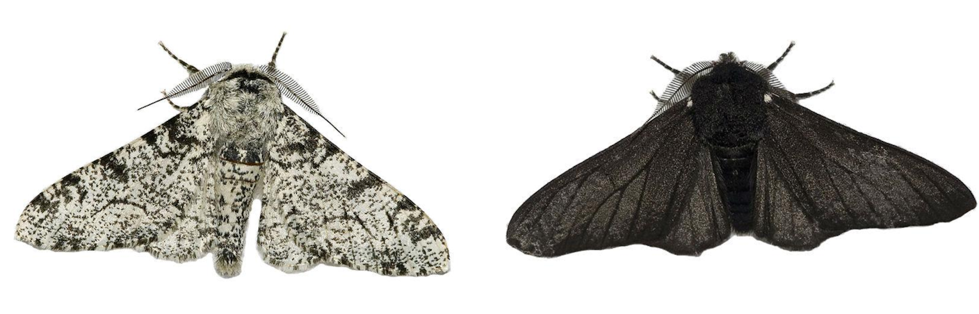 Image result for peppered moth. 